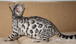 Bengal cat silber rosetted